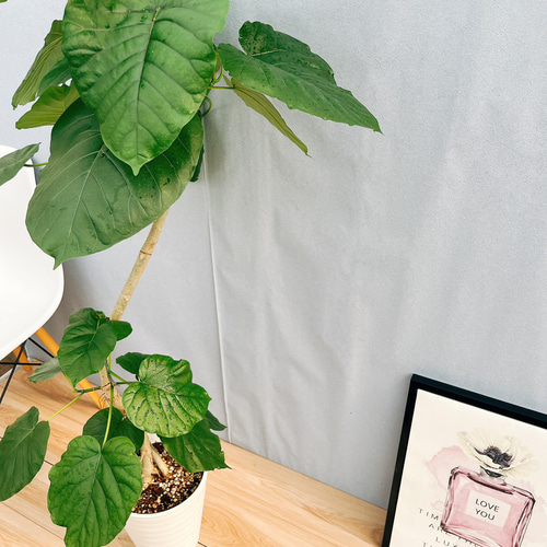 現品］1番 フィカス ウンベラータ 曲がり 8号 観葉植物 室内 大型 ゴム