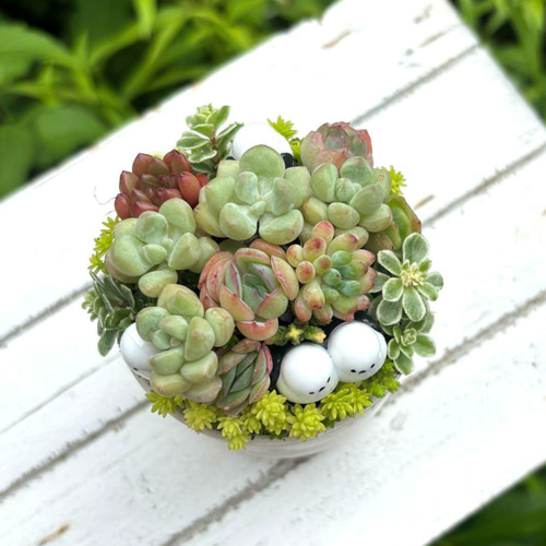 多肉植物 寄植え 鉢と鉢皿セット シマエナガファミリー ストーン風
