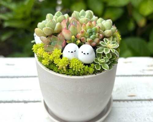 多肉植物 寄植え 鉢と鉢皿セット シマエナガファミリー ストーン風