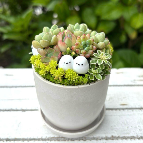 多肉植物 寄植え 鉢と鉢皿セット シマエナガファミリー ストーン風