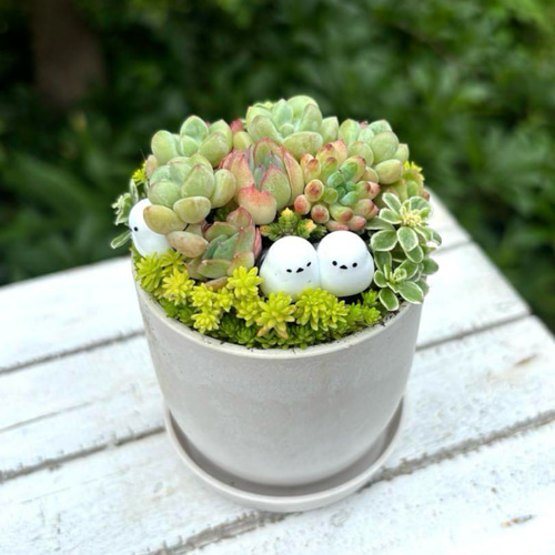 未使用☆かとうゆみ おとぼけライオン 多肉鉢