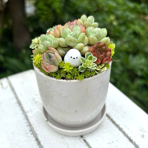 多肉植物 寄植え 鉢と鉢皿セット シマエナガファミリー ストーン風