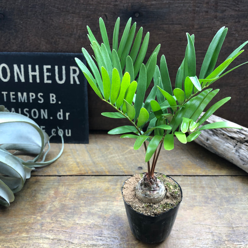 ザミア フロリダーナ 6号鉢 お買い得 誕生日 風水 観葉植物 ギフト