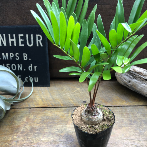 フロリダーナ♡ザミア♡高価な塊根植物♡観葉植物♡インテリア アート