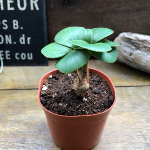 四葉のザミア♡縁起物♡観葉植物♡インテリア アートフラワー パリ