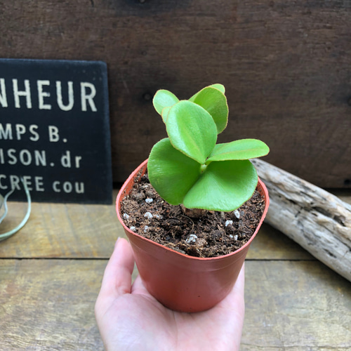 四葉のザミア♡縁起物♡観葉植物♡インテリア アートフラワー パリ