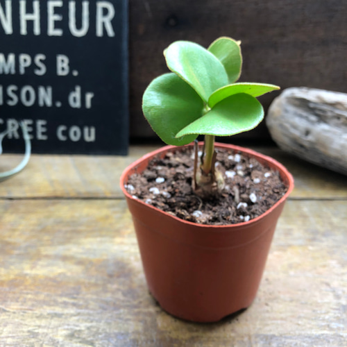 四葉のザミア♡縁起物♡観葉植物♡インテリア アートフラワー パリ