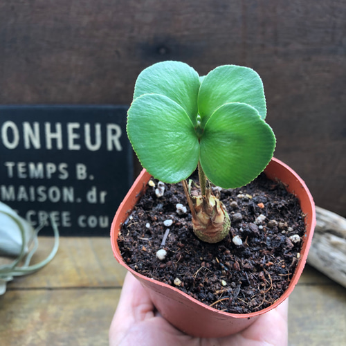 四葉のザミア♡縁起物♡観葉植物♡インテリア アートフラワー パリ