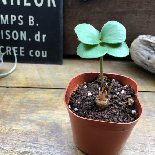 四葉のザミア♡縁起物♡観葉植物♡インテリア アートフラワー パリ