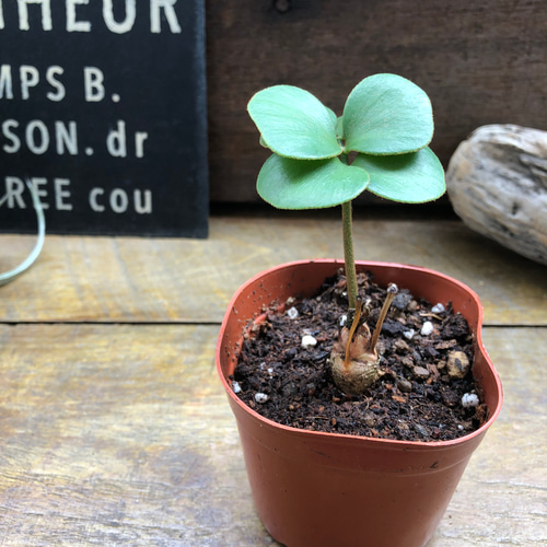 四葉のザミア♡縁起物♡観葉植物♡インテリア アートフラワー