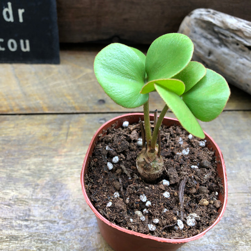 四葉のザミア♡縁起物♡観葉植物♡インテリア アートフラワー パリ
