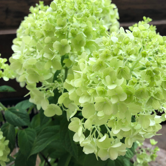 パニキュラータ♡パンドラ♡ノリウツギ♡夏アジサイ♡大苗♡ アート