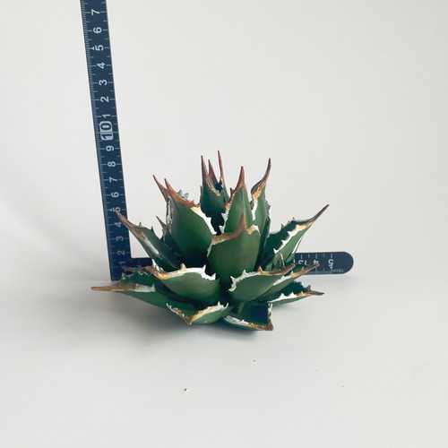数量限定】リアル多肉植物フィギュア《アガベ》／インテリア／男前雑貨