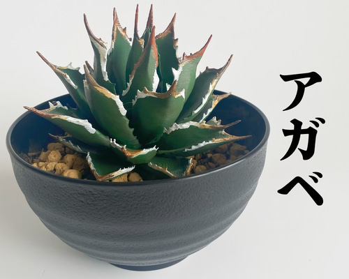 【早い者勝ち！】アガベ フィギュア 多肉植物模型 インテリア 数量限定】リアル多肉植物フィギュア《アガベ》／インテリア／男前雑貨