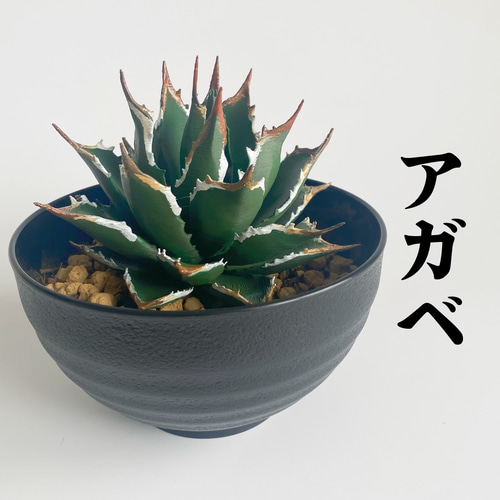 数量限定】リアル多肉植物フィギュア《アガベ》／インテリア／男前雑貨 