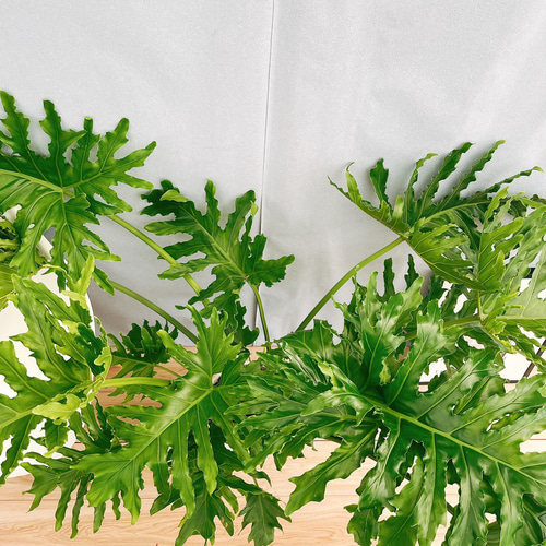 現品］13番 フィロデンドロン セローム ホープ 10号 観葉植物 室内