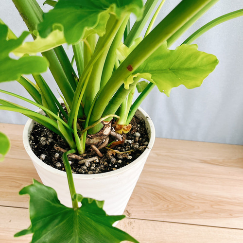 現品］13番 フィロデンドロン セローム ホープ 10号 観葉植物