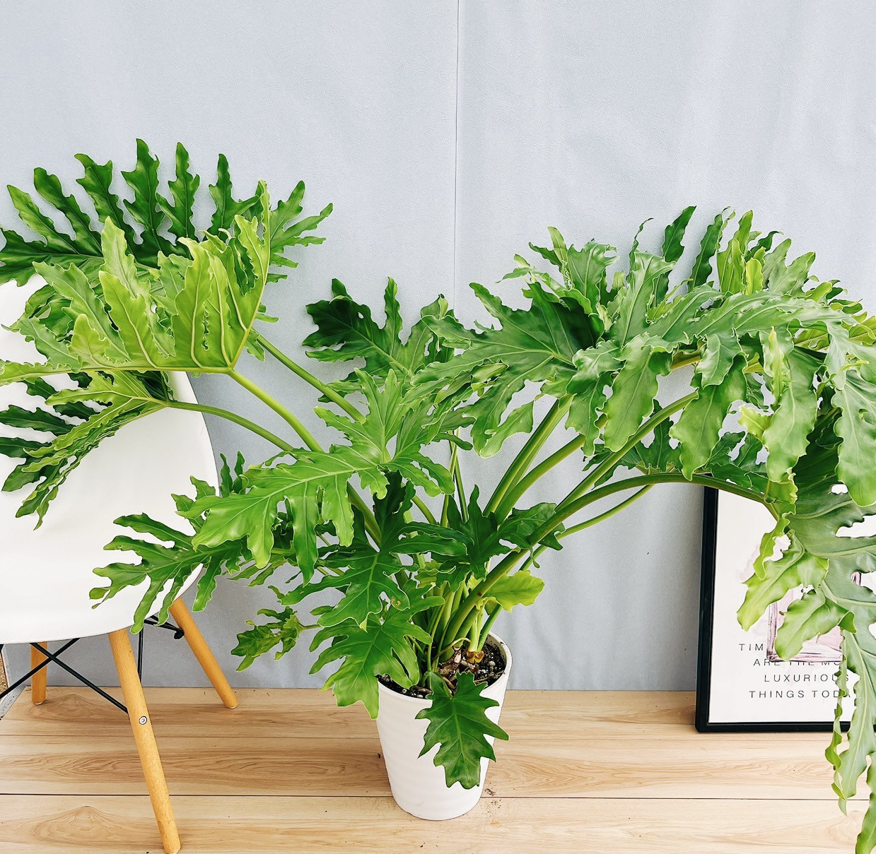 現品］13番 フィロデンドロン セローム ホープ 10号 観葉植物