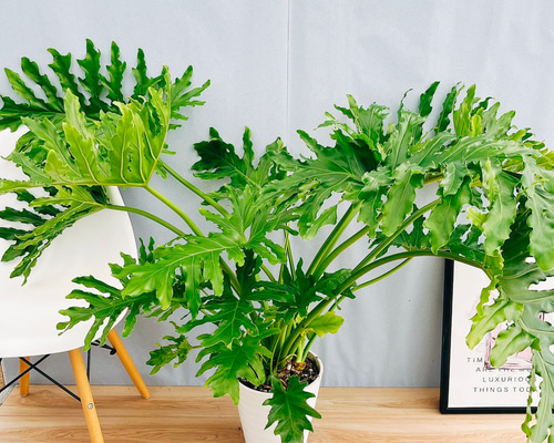 現品］13番 フィロデンドロン セローム ホープ 10号 観葉植物 室内