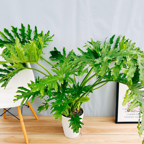 ［現品］19番　フィロデンドロンセロームホープ　幹上がり　10号　室内　大型 現品］19番 フィロデンドロンセロームホープ 幹上がり 10号 室内 大型