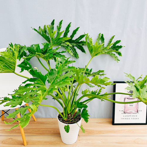 現品］13番 フィロデンドロン セローム ホープ 10号 観葉植物 室内