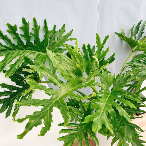 現品］13番 フィロデンドロン セローム ホープ 10号 観葉植物 室内