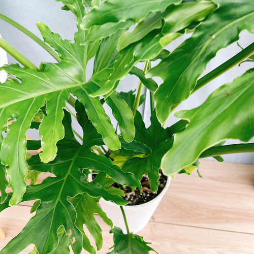 現品］13番 フィロデンドロン セローム ホープ 10号 観葉植物