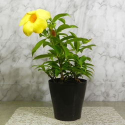 クンタキンテさん専用 花鳥玲愛 4枚セット ☆ENGEI ichioki☆アラマンダ・ヘンダーソニー・鉢花03◇黄色花