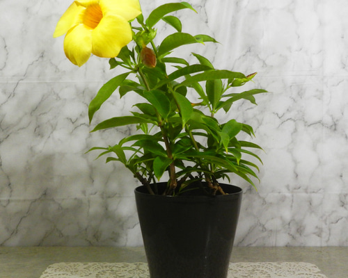 瞳花 幸せを呼ぶ花、スズランをモチーフにした新モデル」 幸せを呼ぶ