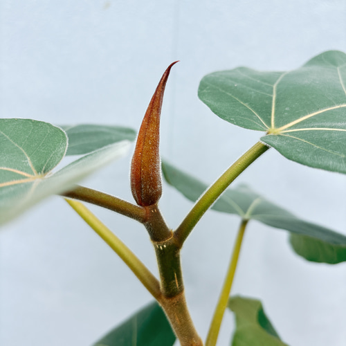 現品］☆珍しい☆ B フィカス エベレスト 曲がり 7号 観葉植物 室内