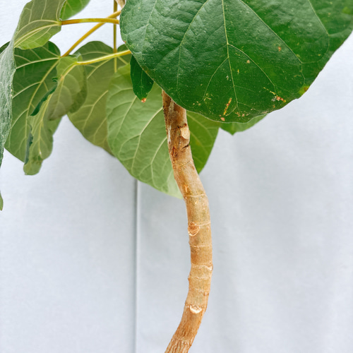 現品］☆珍しい☆ B フィカス エベレスト 曲がり 7号 観葉植物 室内