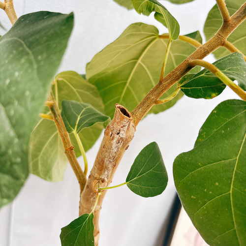 希少品種❗️ フィカス　エベレスト　ゴムの木 曲がり 観葉植物　プレゼント 希少品種❗️ 観葉植物　プレゼント 曲がり フィカス　エベレスト　ゴムの木