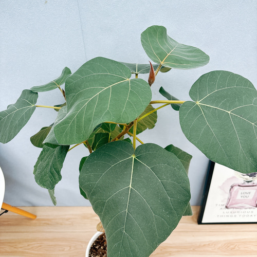 希少品種❗️ フィカス　エベレスト　ゴムの木 曲がり 観葉植物　プレゼント 希少品種❗️ 観葉植物　プレゼント 曲がり フィカス　エベレスト　ゴムの木