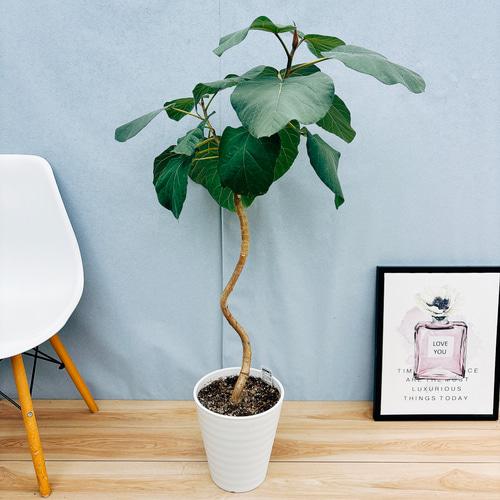 現品］☆珍しい☆ B フィカス エベレスト 曲がり 7号 観葉植物 室内