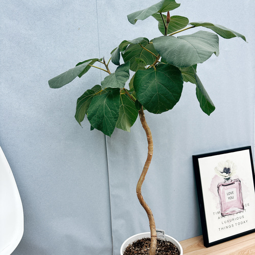 現品］☆珍しい☆ B フィカス エベレスト 曲がり 7号 観葉植物