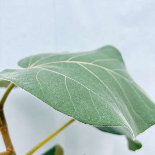 希少品種❗️ フィカス　エベレスト　ゴムの木 曲がり 観葉植物　プレゼント 希少品種❗️ 観葉植物　プレゼント 曲がり フィカス　エベレスト　ゴムの木
