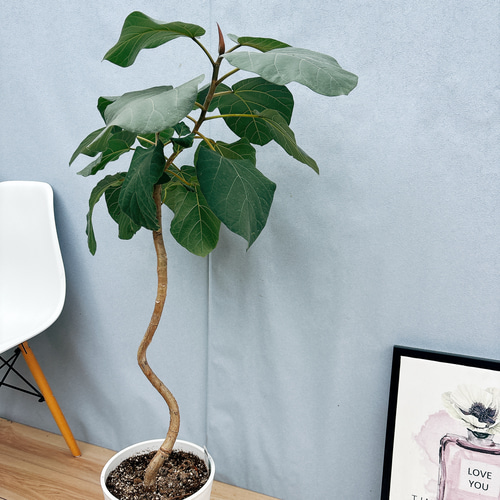 現品］☆珍しい☆ B フィカス エベレスト 曲がり 7号 観葉植物 室内