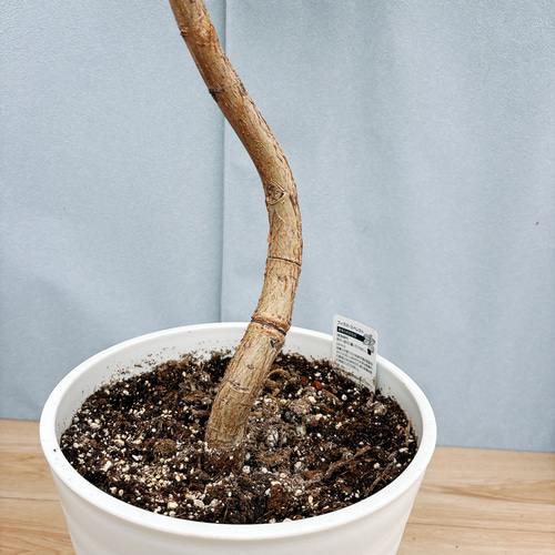 希少品種❗️ フィカス　エベレスト　ゴムの木 曲がり 観葉植物　プレゼント フィカス エベレスト 希少 曲がり ウンベラータ よりも高級感