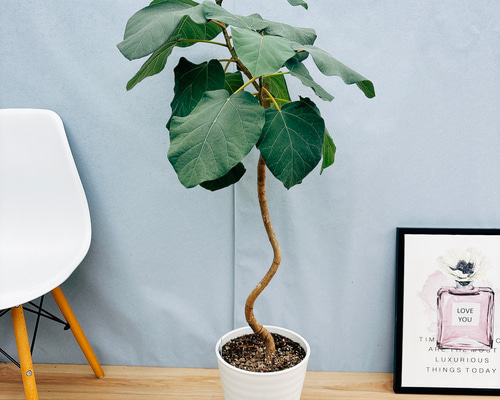 フィカス エベレスト 大型観葉植物 樹高約160cm 10号鉢入り 現品