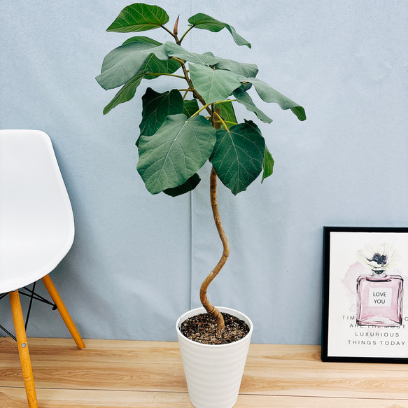 フィカス エベレスト 曲がり 10号 現品］☆珍しい☆ B フィカス エベレスト 曲がり 7号 観葉植物 室内