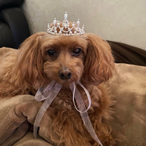 印刷済みレシピ】ミニティアラのレシピ A4サイズプリント全9枚 編み図