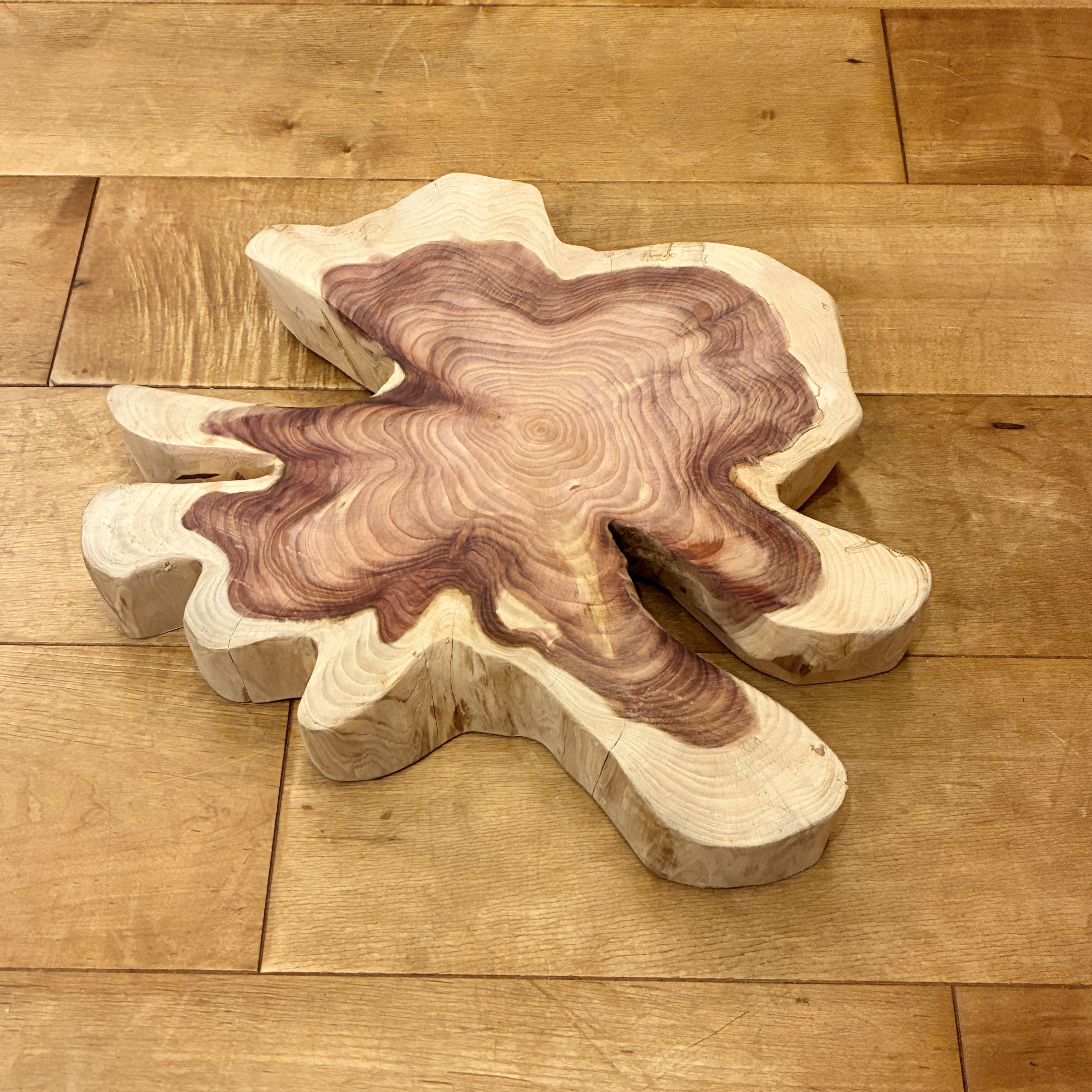 カイヅカイブキ　No.1306