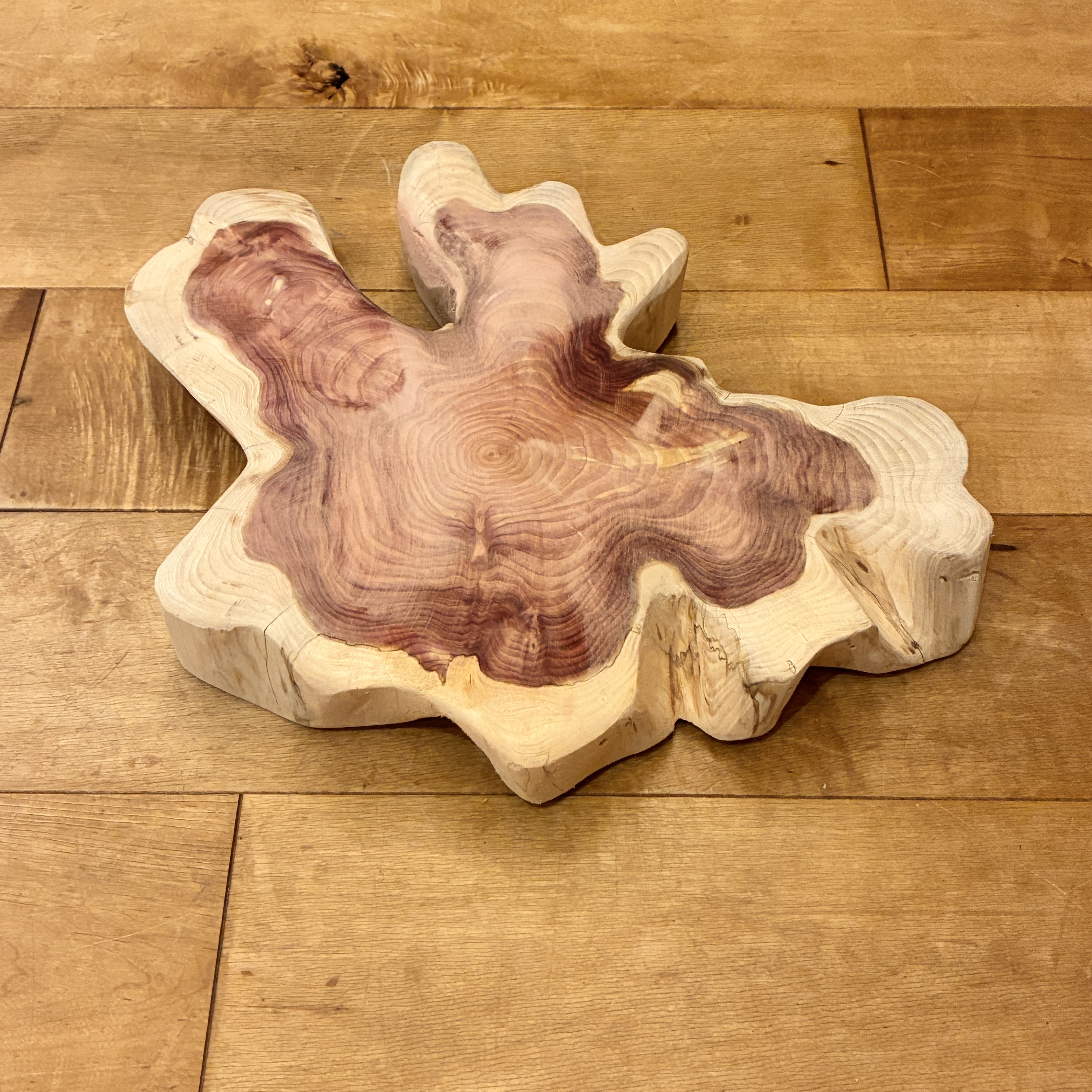 カイヅカイブキ　No.1307