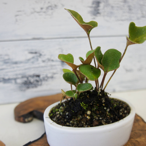 盆栽 山野草 『モウコヒトツバ』 和風 インテリア おしゃれ 雑貨