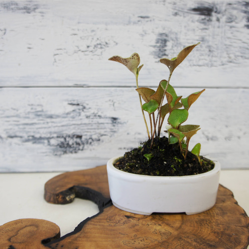 盆栽 山野草 『モウコヒトツバ』 和風 インテリア おしゃれ 雑貨