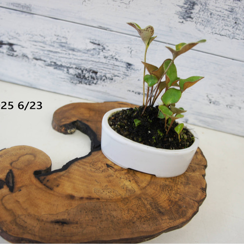 盆栽 『椿』ヤブツバキ 和風 インテリア 花 苔 春 園芸 ガーデニング