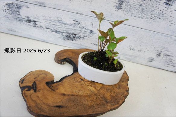 盆栽 山野草 『モウコヒトツバ』 和風 インテリア おしゃれ 雑貨