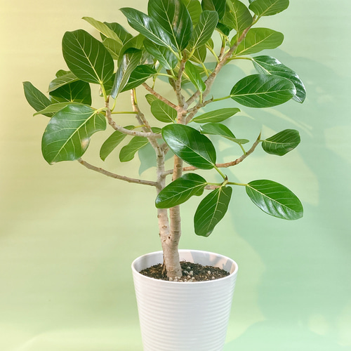 フィカス・ベンガレンシス ゴムの木 ブランチ仕立て 陶器鉢 大きい