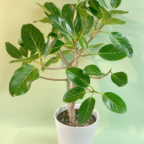 フィカス・ベンガレンシス ゴムの木 ブランチ仕立て 陶器鉢 大きい
