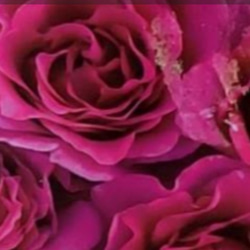 ミニミニ薔薇 【いちご姫】ダークローズな魅惑的な色彩 四季咲き 15